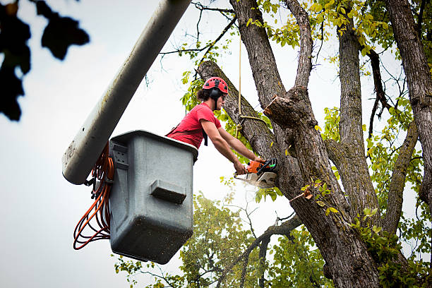 Best Emergency Tree Removal  in Wright City, MO